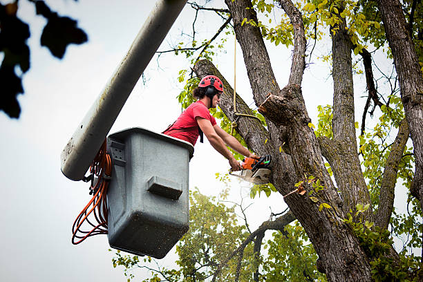 Best Tree Root Removal  in Melissa, TX